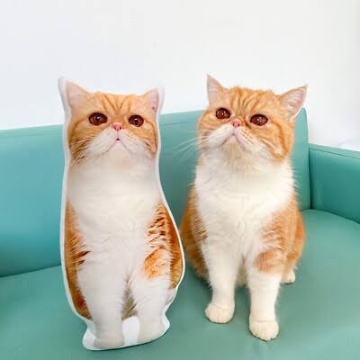 Custom pet pillow cut in the shape of a ginger cat, sitting on a sofa next to the real cat it was made from